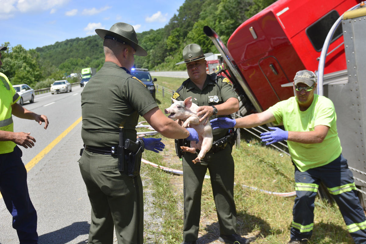 Pig crash